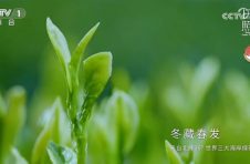 日照绿茶香飘央视舞台：一杯绿茶里的匠心与山海情怀